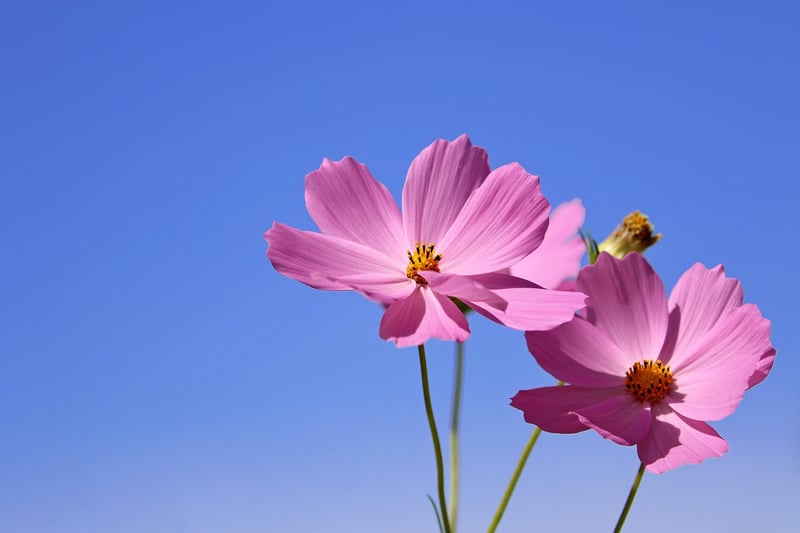 Flower Garden Landscape